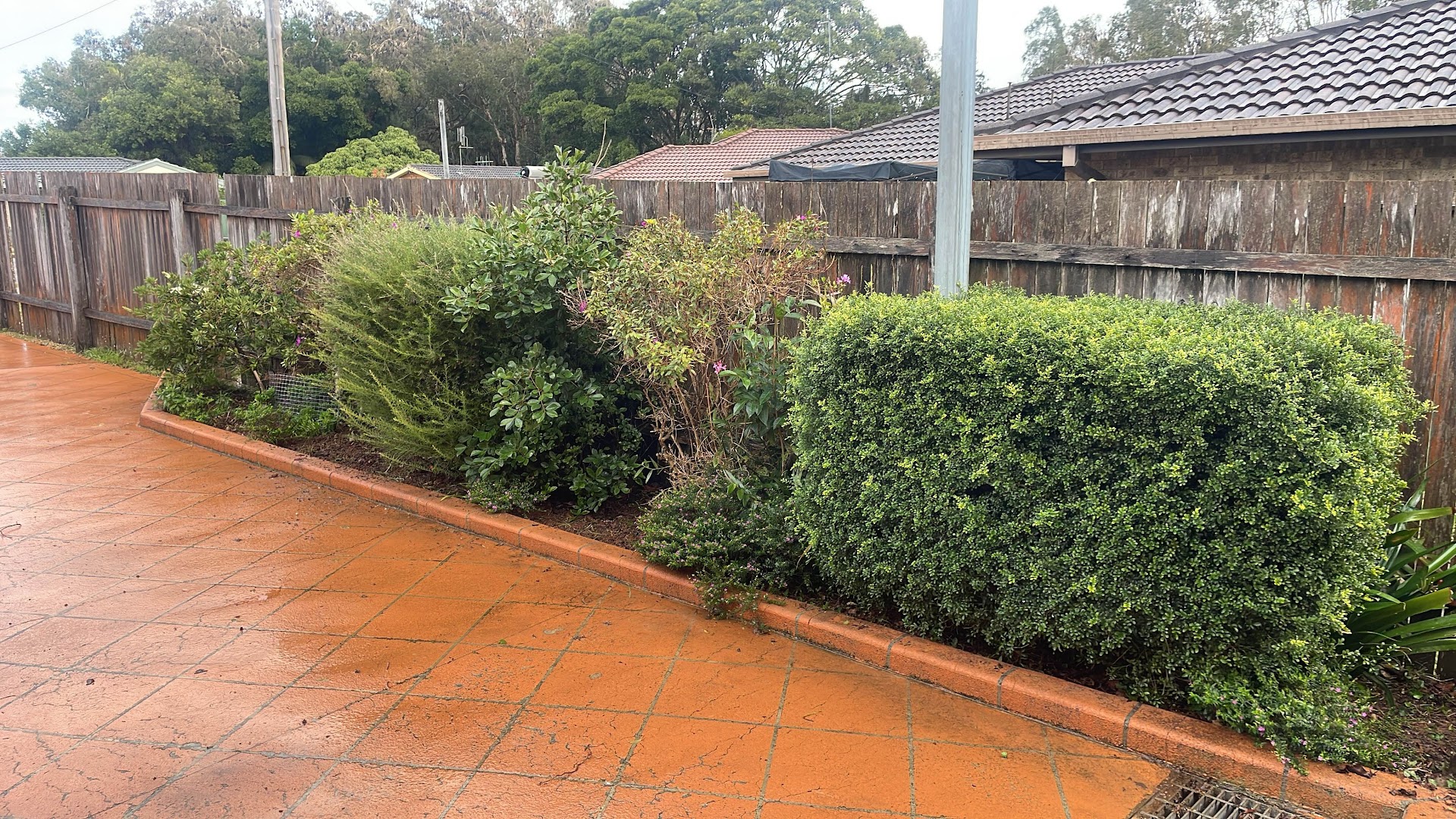 A shaped hedge line running the length of a red-stained concrete driveway