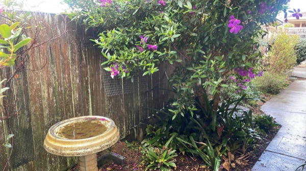 A garden bed of flowering shrubs and a birdbath against a timber fence beside a wet path